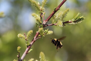 bumblebee coming in, Pylypow Wetlands, Edmonton, Alberta
