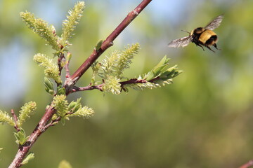bee in flight, Pylypow Wetlands, Edmonton, Alberta