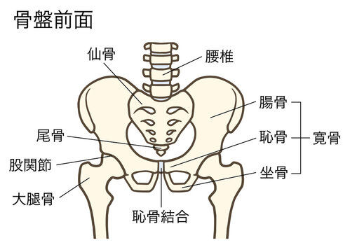 骨盤と股関節(前面)、腰椎、椎間板、寛骨、仙骨、腸骨、恥骨、坐骨 