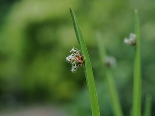 水田雑草のイヌホタルイ