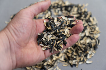 A man's hand holds piles of sunflower seed husks. Empty Black and white husk of roasted sunflower seeds against a gray background. Abstract multitasking background.