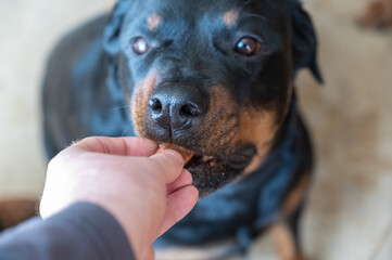 A man feeds a chewable tablet to fleas and ticks to his pet. A veterinary drug for oral use is placed by hand into the open mouth of a female Rottweiler. Close-up. Selective focus.
