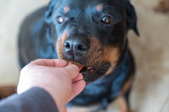 A man feeds a chewable tablet to fleas and ticks to his pet. A veterinary drug for oral use is placed by hand into the open mouth of a female Rottweiler. Close-up. Selective focus.
