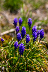 Muscari flower growing in meadow