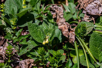 Fototapeta na wymiar Symphytum tuberosum flower growing in meadow