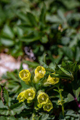 Symphytum tuberosum flower growing in meadow, close up shoot	