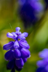 Muscari flower growing in meadow, close up	