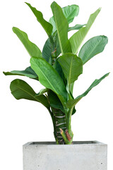 Dieffenbachia in pot isolated on white background included clipping path.