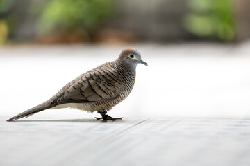 Close up Zebra Dove wounded on its leg was standing on the floor.
