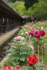 奈良の初瀬の長谷寺の牡丹
