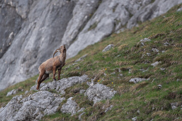 Mountain goat in the mountain landscape of Julian Alps