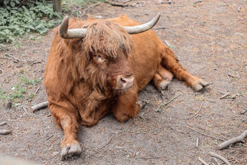 Highland, Scottish cow breed with long beautiful horns and long brown hair