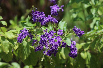 Duranta is a genus of flowering plants in the verbena family, Verbenaceae. It contains 17 species of shrubs and small trees that are native from southern Florida to Mexico and South America. 