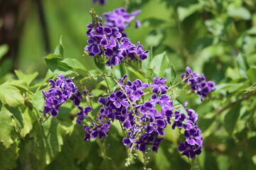 Duranta is a genus of flowering plants in the verbena family, Verbenaceae. It contains 17 species of shrubs and small trees that are native from southern Florida to Mexico and South America. 