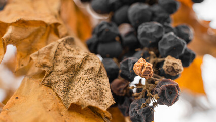 Withered dried berries of blue grapes hang close-up in the vineyard. Lost harvest. Problems of growing blue grapes