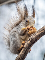 The squirrel with nut sits on a branches in the spring or summer.