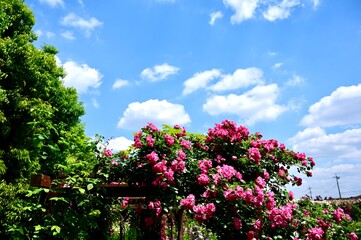 Japanese blue sky, clouds and roses