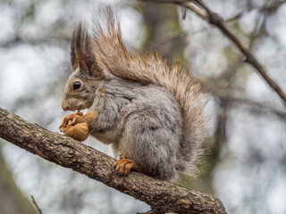 The squirrel with nut sits on a branches in the spring or summer.