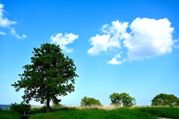 Fototapeta na wymiar Japanese blue sky and clouds