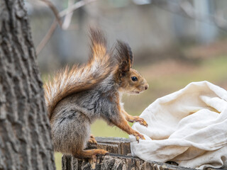 Fototapeta premium A squirrel sits on a stump and searching for food in spring or summer.