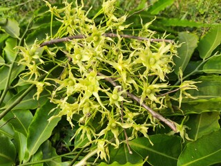 Polyalthia longifolia tree flowers. It's tree other names Ashoka, glodokan, glodogan tiang, False Ashok Tree. 
The bark of this trees is used in making many Ayurvedic medicines.