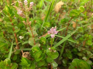 Rotala rotundifolia flowers. Beautiful wild flower in riverside. pink flower.