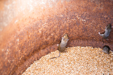 Family of house mice in wheat storage