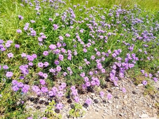 Which flower do I pick?