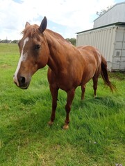 Fototapeta premium Horse, Close up