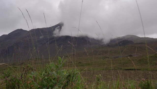 Highland Plants rustling in the Breeze with Black Cuillin Mountains in the Background