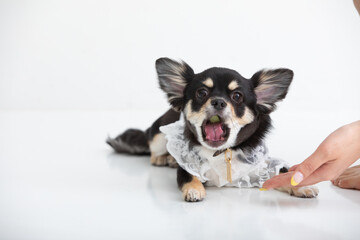 スタジオ撮影のチワワ　dog	