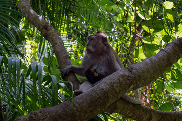 Crab-eating macaques (Macaca fascicularis lat.) at Monkey Forest in Ubud. Bali, Indonesia.