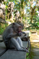 Crab-eating macaques (Macaca fascicularis lat.) at Monkey Forest in Ubud. Bali, Indonesia.