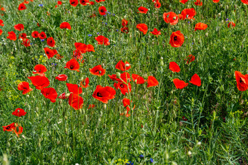 Red poppy flowers on a green meadow
