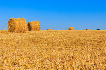 Fototapeta premium Round straw bales on a field after the grain harvest