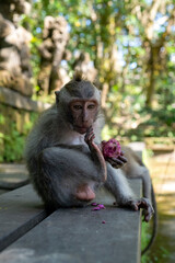 Naklejka na ściany i meble Crab-eating macaques (Macaca fascicularis lat.) at Monkey Forest in Ubud. Bali, Indonesia.