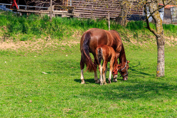 Mare horse and her foal on a green meadow