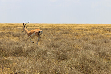 Male Impala (Aepyceros melampus) running in dry savannah in Serengeti National Park, Tanzania