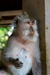 Crab-eating macaques (Macaca fascicularis lat.) at Monkey Forest in Ubud. Bali, Indonesia.