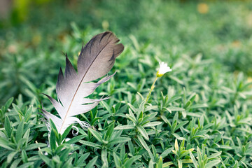 feather on green grass, outdoors feather fell into the grass