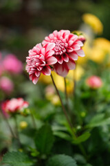 ピンク色のダリアの中輪種。花言葉は「優雅」「可憐」「気品