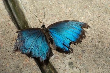 Blue morpho butterfly or morpho menelaus with tattered weathered wings on asphalt sidewalk