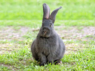 Rabbit.
