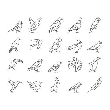 Bird Flying Animal With Feather Icons Set Vector
