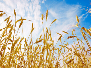 Obraz premium Wheat ears.