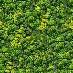 Forest seamless pattern - view from above.