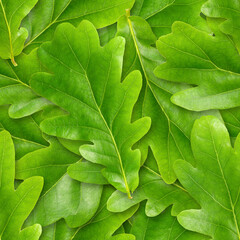 Oak leafs seamless background.