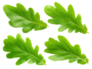 Obraz premium Oak leafs.