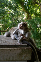 Crab-eating macaques (Macaca fascicularis lat.) at Monkey Forest in Ubud. Bali, Indonesia.