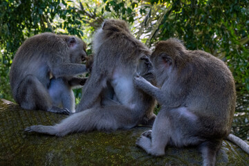 Crab-eating macaques (Macaca fascicularis lat.) at Monkey Forest in Ubud. Bali, Indonesia.